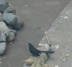 Crotophaga sulcirostris