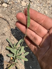 Boechera platysperma