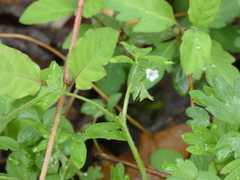 Phacelia ranunculacea