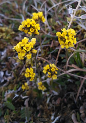 Draba glacialis