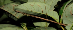 Lopaphus balteatus