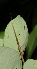 Lopaphus balteatus