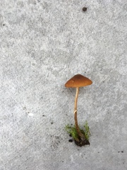 Pholiotina gracilenta
