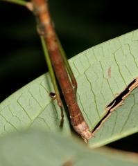 Lopaphus balteatus