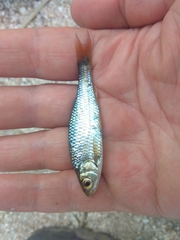 Petroleuciscus borysthenicus