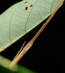 Lopaphus balteatus