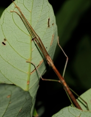 Lopaphus balteatus