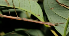 Lopaphus balteatus