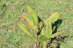 Veratrum album