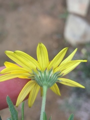 Osteospermum sinuatum sinuatum