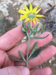 Osteospermum sinuatum sinuatum