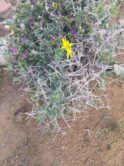 Osteospermum sinuatum sinuatum