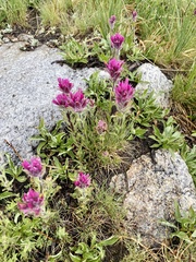 Castilleja lemmonii
