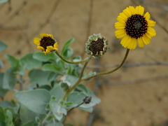 Encelia palmeri