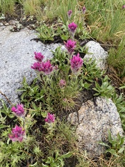 Castilleja lemmonii