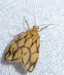 Miltochrista conjunctana