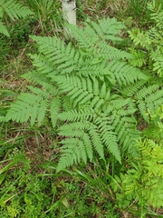 Pteridium pinetorum