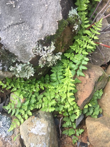 Namaqua Lip Fern (Cheilanthes namaquensis)