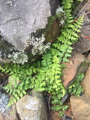 Cheilanthes namaquensis
