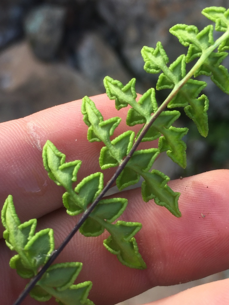 Namaqua Lip Fern