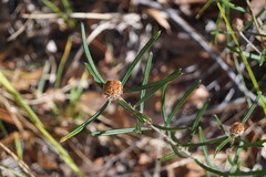 Pultenaea rosmarinifolia