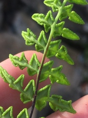 Cheilanthes namaquensis