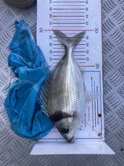 Nemadactylus macropterus