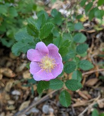 Rosa spithamea