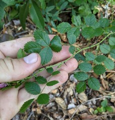 Rosa spithamea