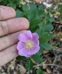 Rosa spithamea