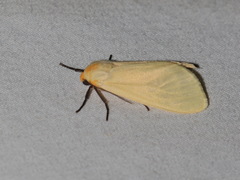 Pareuchaetes pseudoinsulata