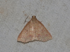 Metaphoenia plagifera