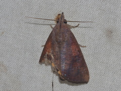 Hypocala violacea