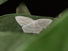 Acropteris ciniferaria