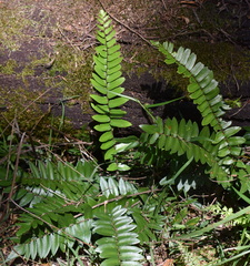Blechnum ambiguum