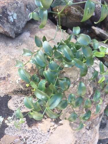Asparagus multituberosus (Asparagus multituberosus)