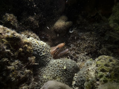 Gymnothorax zonipectis