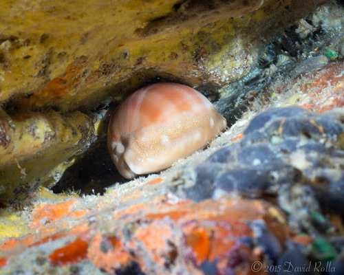 Carnelian Cowry