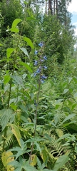 Delphinium elatum