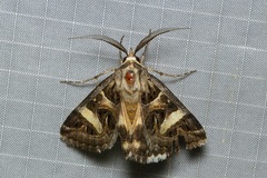 Cerocala vermiculosa