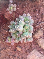 Adromischus marianiae