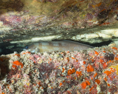 Brotula multibarbata