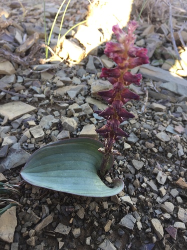 Lachenalia aurioliae