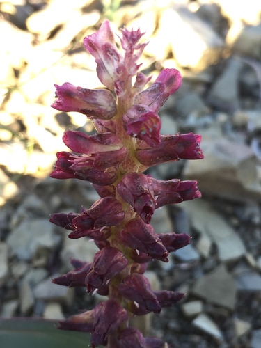 Lachenalia aurioliae