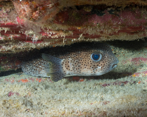 Giant Porcupinefish (Greensboro Science Center SciQuarium) · iNaturalist