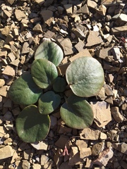 Pelargonium nervifolium