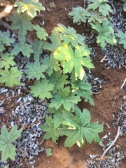 Pelargonium articulatum