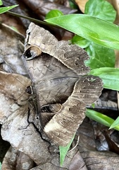 Cyligramma