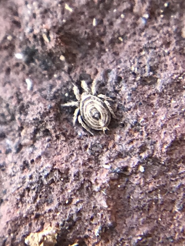 Neoliodidae
