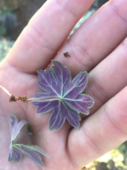 Pelargonium articulatum